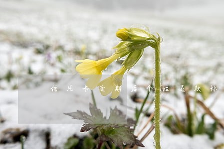 信用卡逾期后个性还款协议书 信用卡逾期后个性还款协议书