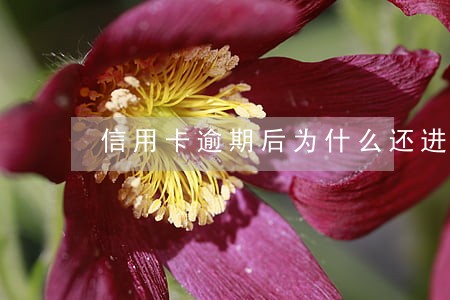 信用卡逾期后为什么还进不去 信用卡逾期后为什么还进不去