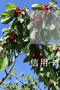 信用卡逾期后交滞纳金合法吗 信用卡逾期后交滞纳金合法吗
