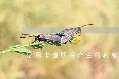 信用卡逾期后产生的利息能减免吗