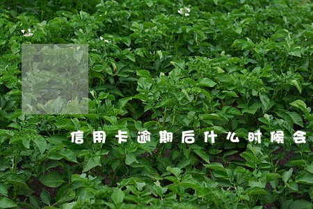 信用卡逾期后什么时候会起诉 信用卡逾期后什么时候会起诉