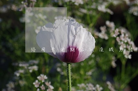 信用卡逾期后以没钱为借口 信用卡逾期后以没钱为借口