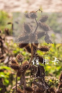 信用卡逾期后会从同行储蓄卡划扣