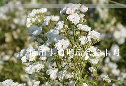 信用卡逾期后会停卡吗 信用卡逾期后会停卡吗