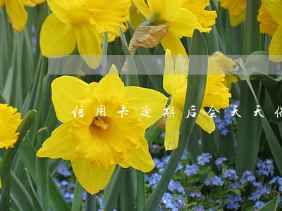 信用卡逾期后会天天催款吗