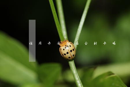 信用卡逾期后会封卡吗 信用卡逾期后会封卡吗