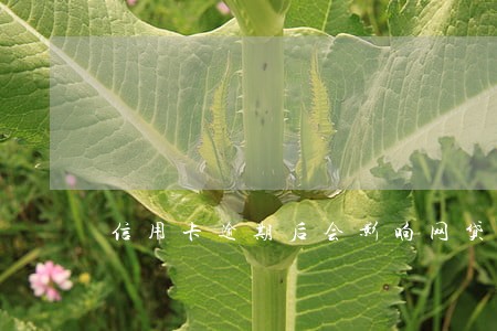 信用卡逾期后会影响网贷么 信用卡逾期后会影响网贷么