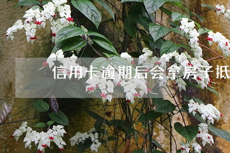 信用卡逾期后会拿房子抵债吗