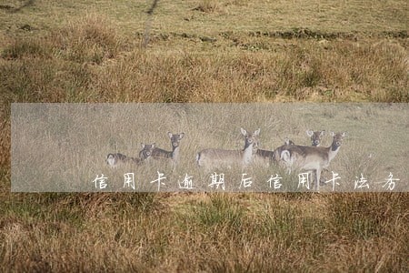 信用卡逾期后信用卡法务中心 信用卡逾期后信用卡法务中心