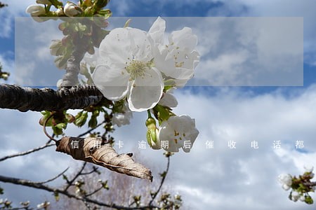 信用卡逾期后催收电话都接么