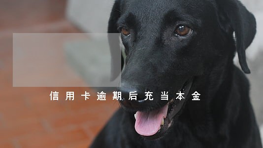 信用卡逾期后充当本金 信用卡逾期后充当本金