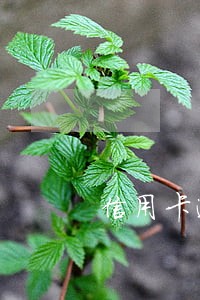 信用卡逾期后免息怎么算 信用卡逾期后免息怎么算