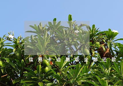 信用卡逾期后全部还款 信用卡逾期后全部还款
