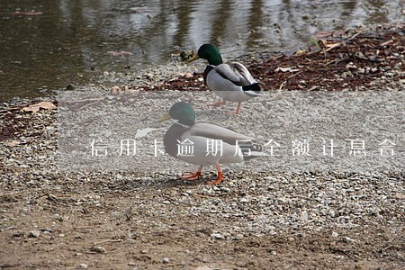 信用卡逾期后全额计息合理吗