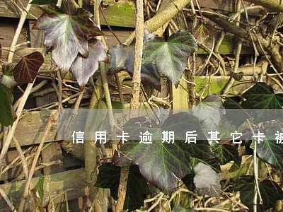 信用卡逾期后其它卡被冻结
