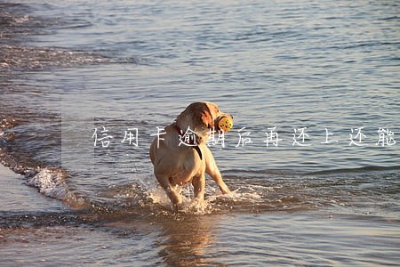 信用卡逾期后再还上还能用 信用卡逾期后再还上还能用