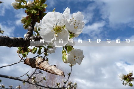 信用卡逾期后再还最低额度可以吗