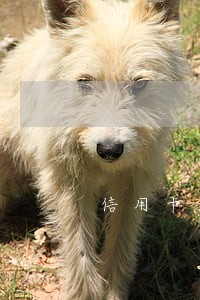 信用卡逾期后减免APP能还吗