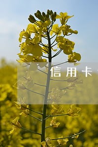 信用卡逾期后几天才可以再办 信用卡逾期后几天才可以再办