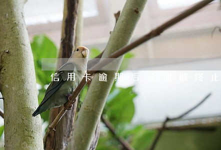信用卡逾期后分期被终止