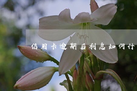 信用卡逾期后利息如何计算 信用卡逾期后利息如何计算