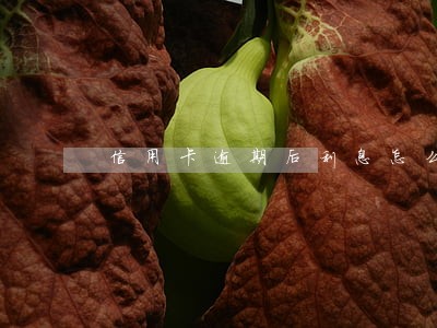 信用卡逾期后利息怎么算利息