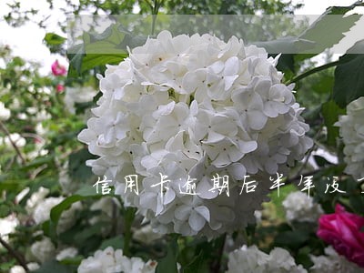 信用卡逾期后半年没了 信用卡逾期后半年没了
