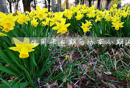 信用卡逾期后协商分期还吗 信用卡逾期后协商分期还吗