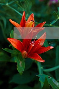 信用卡逾期后协商分款协议书 信用卡逾期后协商分款协议书