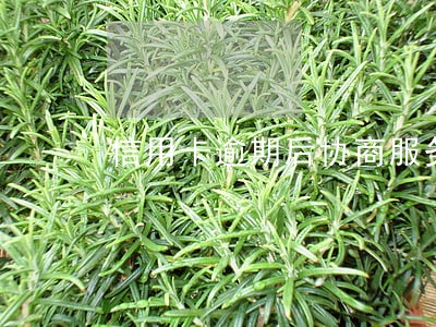 信用卡逾期后协商服务 信用卡逾期后协商服务