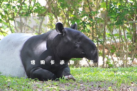 信用卡逾期后卡被冻结怎么解 信用卡逾期后卡被冻结怎么解