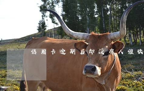 信用卡逾期后却没有人催收 信用卡逾期后却没有人催收