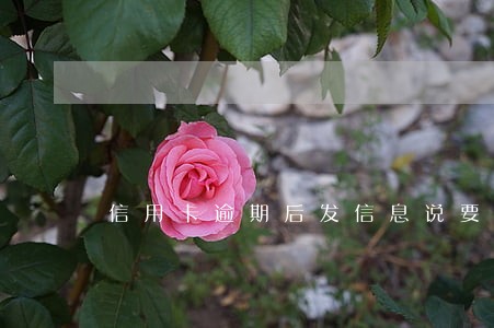 信用卡逾期后发信息说要逮捕我 信用卡逾期后发信息说要逮捕我
