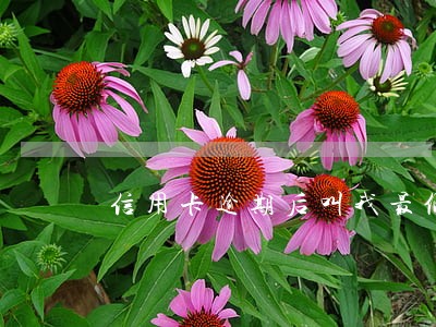 信用卡逾期后叫我最低还款 信用卡逾期后叫我最低还款