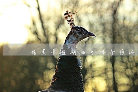 信用卡逾期后可以个性还款协议 信用卡逾期后可以个性还款协议