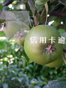 信用卡逾期后可以先还本金吗 信用卡逾期后可以先还本金吗
