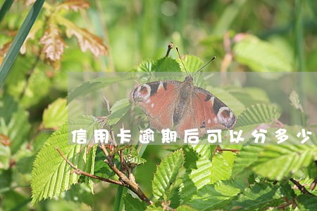 信用卡逾期后可以分多少期还款 信用卡逾期后可以分多少期还款