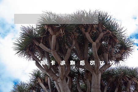 信用卡逾期后可以分期还款 信用卡逾期后可以分期还款