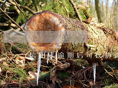 信用卡逾期后可以协商解决吗 信用卡逾期后可以协商解决吗
