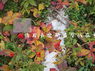 信用卡逾期后可以在申请办理吗 信用卡逾期后可以在申请办理吗