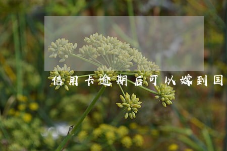 信用卡逾期后可以嫁到国外吗