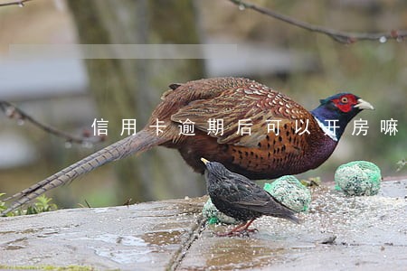 信用卡逾期后可以开房嘛
