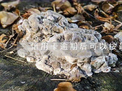信用卡逾期后可以按最低还款 信用卡逾期后可以按最低还款