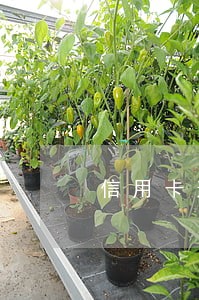 信用卡逾期后可以最低还款额 信用卡逾期后可以最低还款额