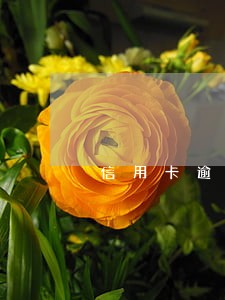 信用卡逾期后可以立马注销 信用卡逾期后可以立马注销