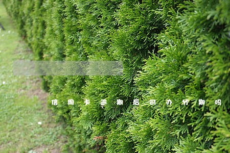 信用卡逾期后可办分期吗