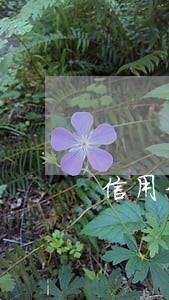 信用卡逾期后可用余额为0 信用卡逾期后可用余额为0