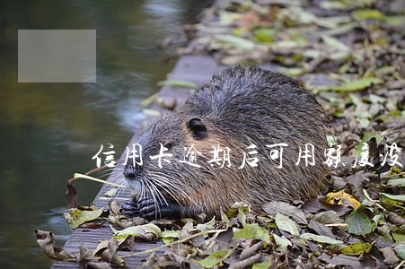 信用卡逾期后可用额度没了 信用卡逾期后可用额度没了