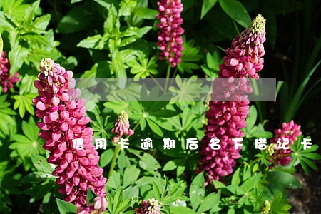 信用卡逾期后名下借记卡 信用卡逾期后名下借记卡