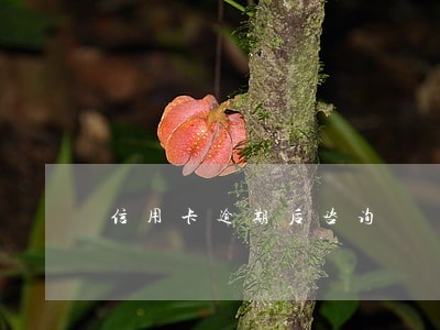 信用卡逾期后咨询